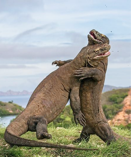 Komodo Island